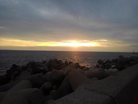 アオリイカは順調に成長